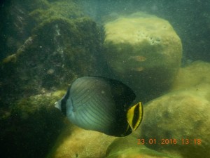 Scuba diving 2 